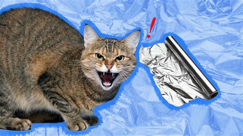 Why are cats scared of aluminum foil?