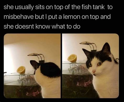 Why are cats scared of lemons?