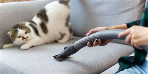 Why are cats scared of vacuums?