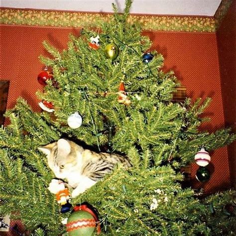 Why are cats so obsessed with Christmas trees?