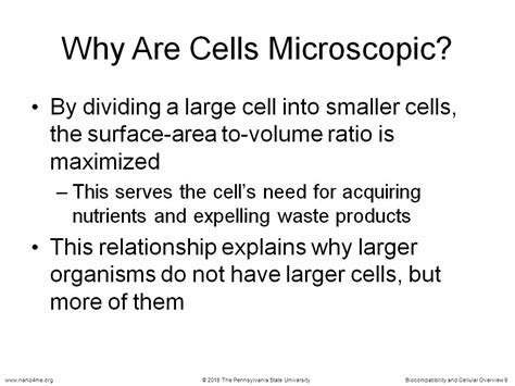 Why are cells almost always microscopic?