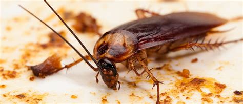 Why are cockroaches aggressive?