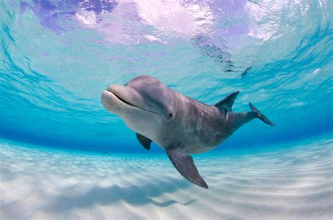 Why are dolphins called dolphins?