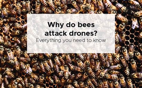 Why are drone bees killed?