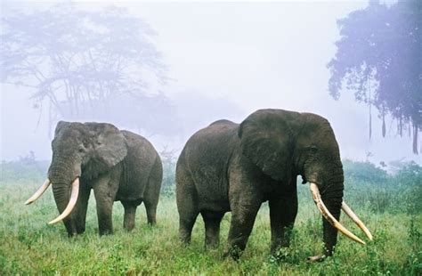 Why are elephants disappearing?
