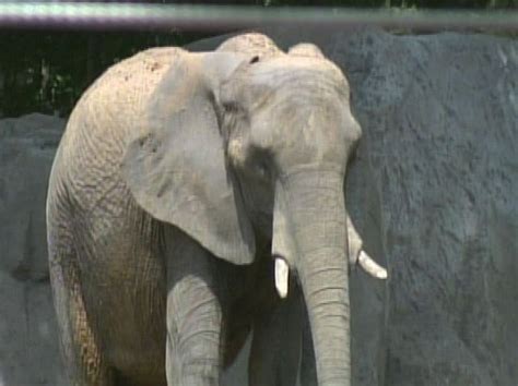 Why are elephants not in Brookfield Zoo?