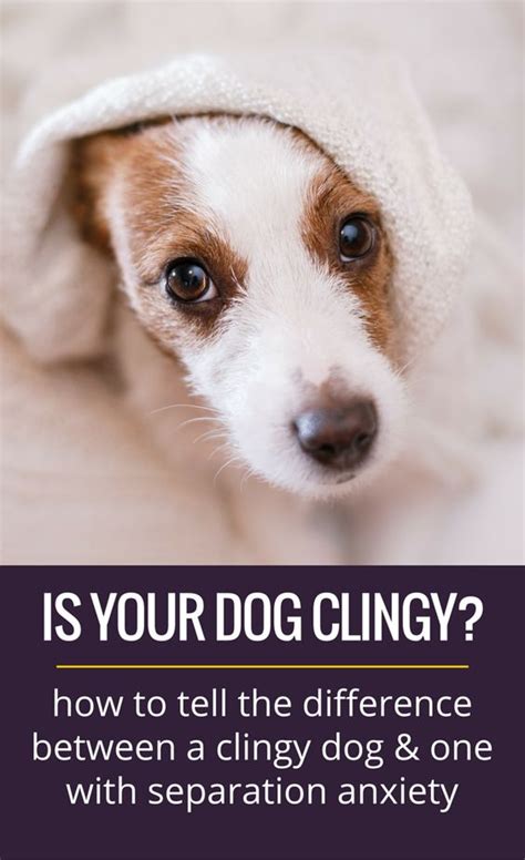 Why are female dogs more clingy?