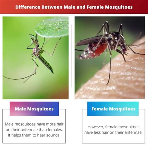 Why are female mosquitoes deadlier than male mosquitoes?