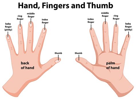 Why are fingers called digits?