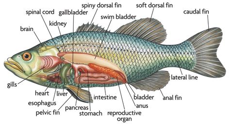 Why are fish so bony?