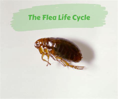 Why are fleas impossible to squish?