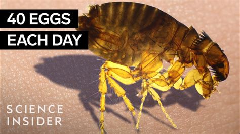 Why are fleas so hard to kill this year?