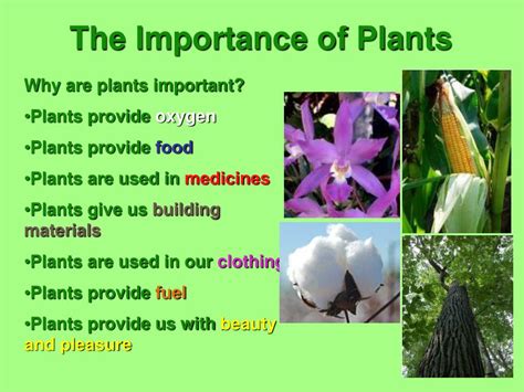Why are flowers important to the world?