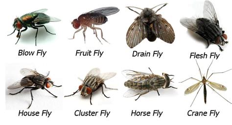 Why are flys called flies?