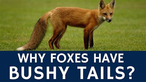 Why are foxes famous?