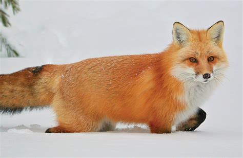 Why are foxes protected in Canada?