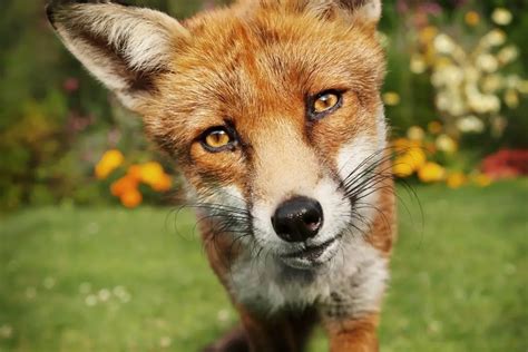 Why are foxes so friendly?