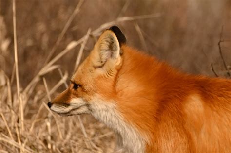 Why are foxes so shy?