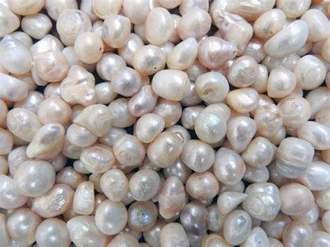 Why are freshwater pearls not round?