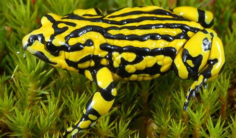 Why are frogs endangered in Australia?