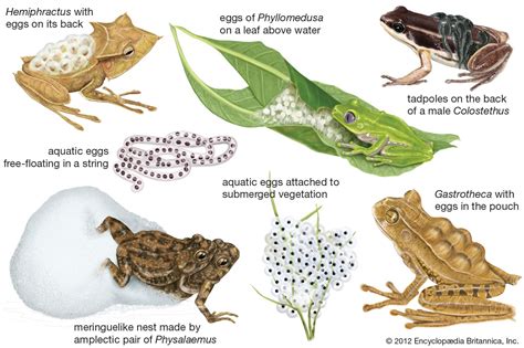 Why are frogs special?