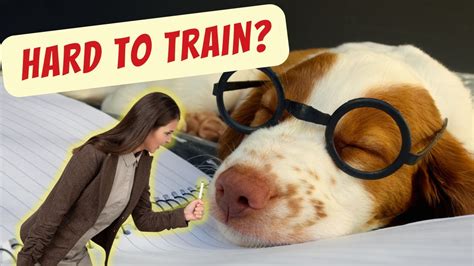 Why are girl dogs harder to train?