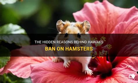 Why are hamsters banned in Hawaii?