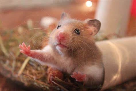 Why are hamsters smart?