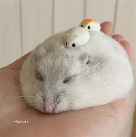 Why are hamsters so cute?