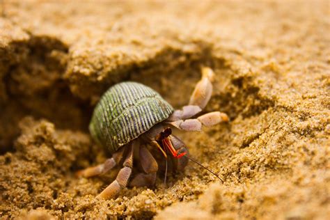 Why are hermit crabs so shy?
