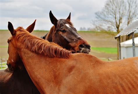 Why are horses so friendly?