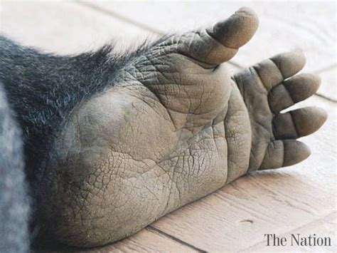 Why are human feet different from ape feet?
