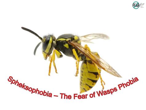 Why are humans so afraid of wasps?