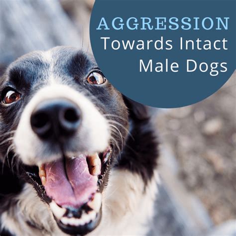 Why are intact male dogs more aggressive?