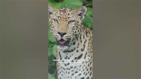 Why are jaguars scared of humans?