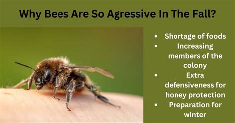 Why are killer bees so aggressive?