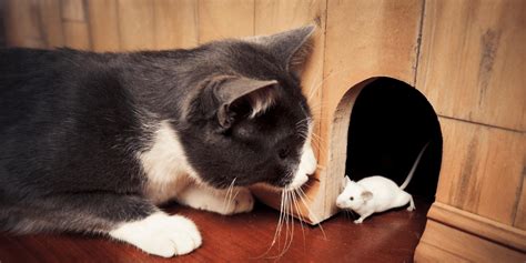 Why are mice afraid of cats?