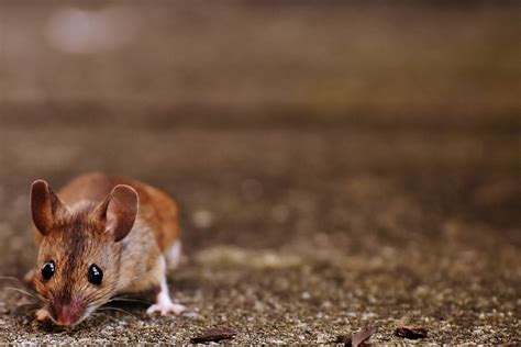 Why are mice so scary?