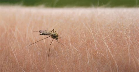 Why are mosquitoes attracted to me more than others?