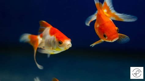 Why are my 2 goldfish chasing each other?