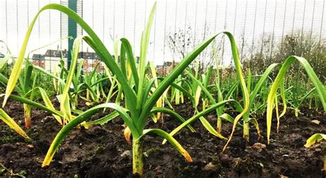 Why are my garlic sprouts turning yellow?