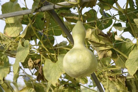 Why are my gourds not growing?