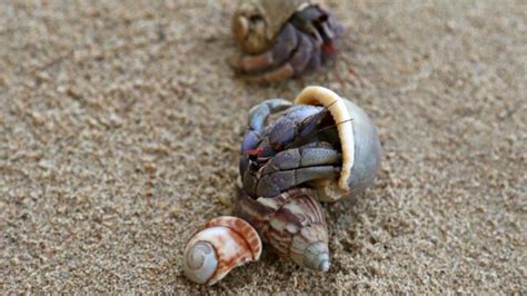 Why are my hermit crabs killing each other?