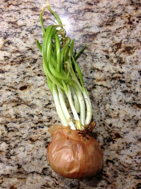 Why are my store bought onions sprouting?