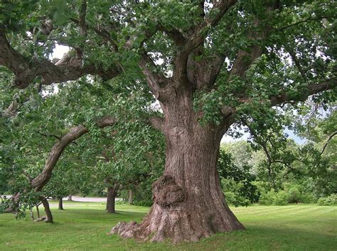 Why are oak trees mighty?