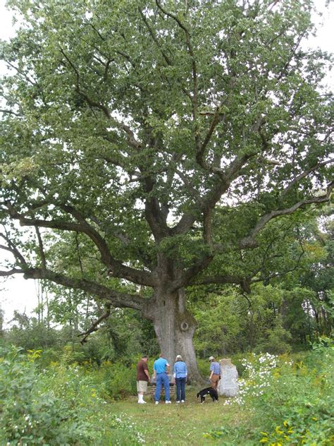 Why are oak trees sacred?