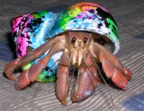 Why are painted shells bad for hermit crabs?