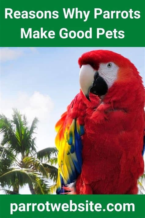 Why are parrots so special?