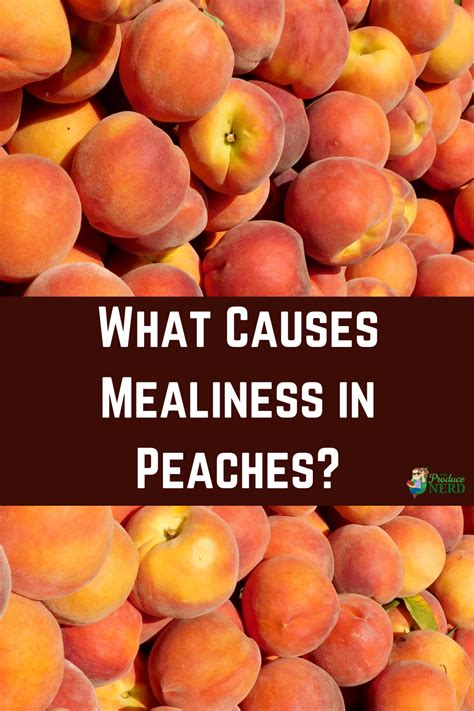 Why are peaches always mealy?