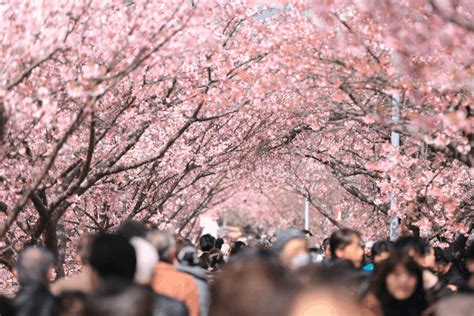 Why are people obsessed with cherry blossoms?